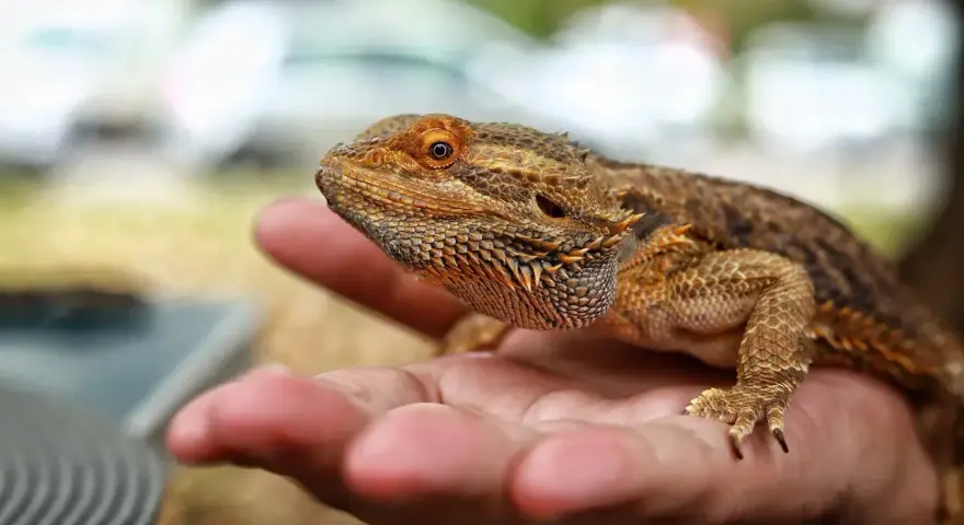 Agama brodata, która żyje nawet 15 lat, spoczywa na dłoni.