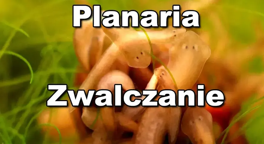 Grupka planarii, czyli wypławek w akwarium, szuka pożywienia wśród zielonych roślin.