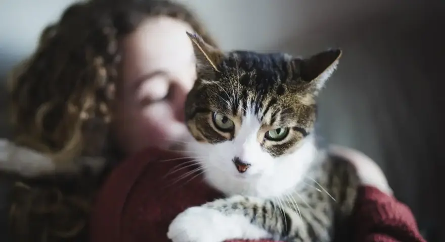 Kot w ramionach dziewczyny, czułe chwile felinoterapii.