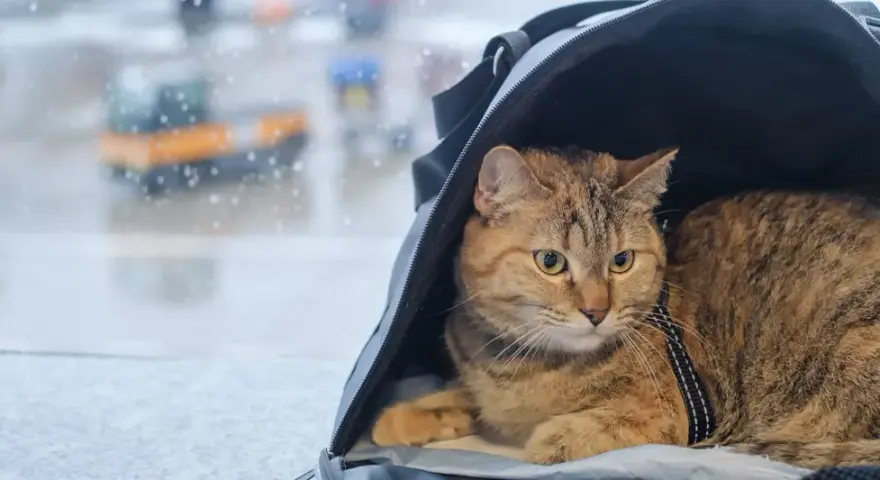 Kot w transporterze czeka na podróż. W tle widać lotnisko, a deszcz pada na szybę. To jego paszport dla kota na nowe przygody.