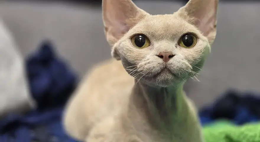 Uroczy kot rasy devon rex o wielkich oczach, z pewnością odzwierciedla swój łagodny devon rex charakter.