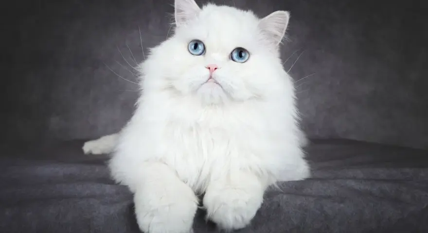 Piękny kot albinos z niebieskimi oczami, siedzący na ciemnoszarym tle.
