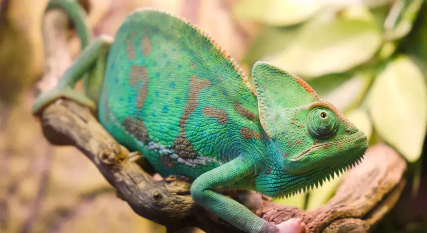 Zielony kameleon z brązowymi plamami siedzi na gałęzi. Zastanawiasz się, ile żyje kameleon? Ten osobnik wygląda na zdrowego i pełnego życia.