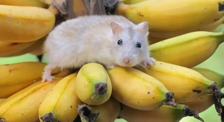 Mały chomik siedzi na kiści bananów, zastanawiając się, czy chomiki mogą jeść banany.