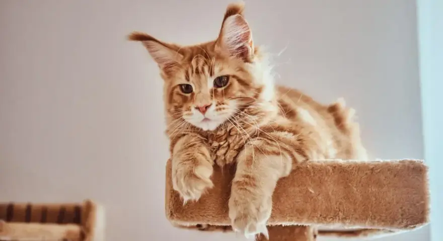 Rudy kot Maine Coon, o imieniu Leo, leży na drapaku, z przymrużonymi oczami.