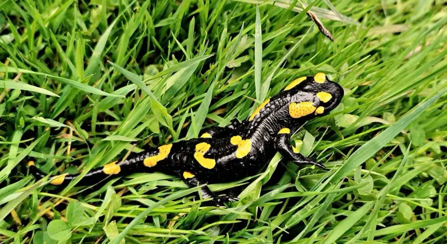 Co naprawdę je salamandra? Zaskakujące fakty o jej diecie