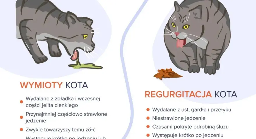 Szary kot wymiotuje pianą, zieloną wydzieliną. Obok siedzi inny kot, który wygląda na chorego, z jedzeniem przed sobą.