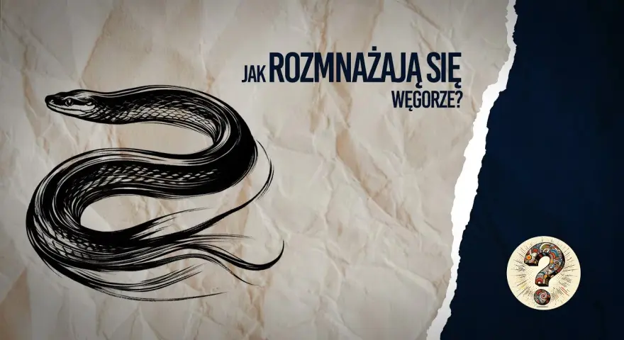 Jak rozmnażają się węgorze? Tajemnice ich niezwykłego cyklu życia