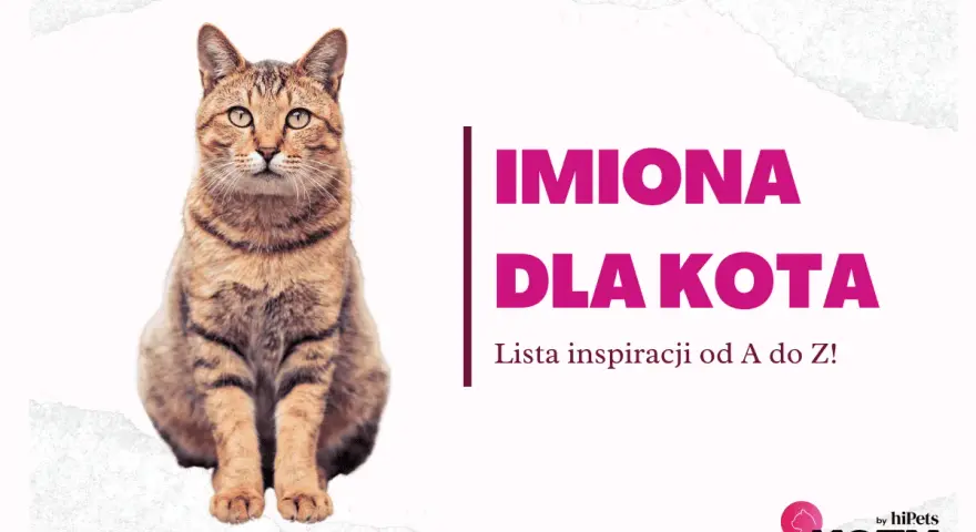 Uroczy kot siedzi obok napisu "Imiona dla kota". Znajdź idealne imię dla swojego pupila!