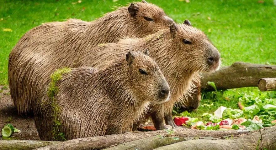 Trzy kapibary, krewny kapibary, stoją na trawie obok jedzenia.