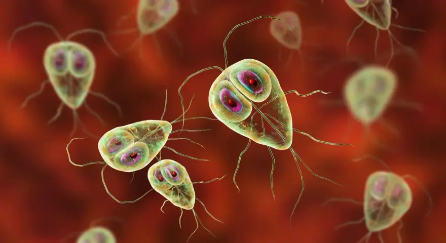 Widok mikroskopowy pasożyta Giardia lamblia, który może być obecny w kale. Te jednokomórkowe organizmy mają charakterystyczny kształt i liczne wici.