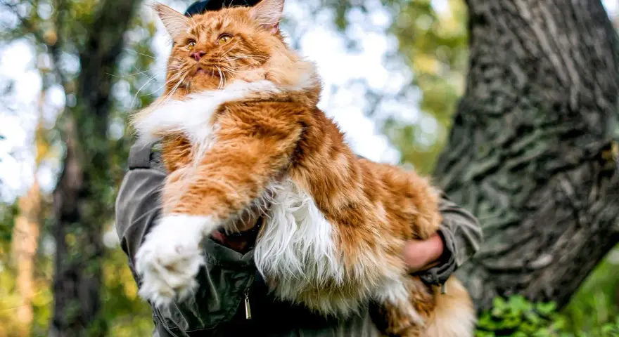 Rudzielec maine coon najwiekszy kot świata, dumny i majestatyczny, w objęciach opiekuna na tle leśnej przyrody.