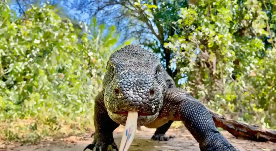 Potężna jaszczurka z komodo wychodzi z gęstwiny, wysuwając swój charakterystyczny, rozwidlony język.