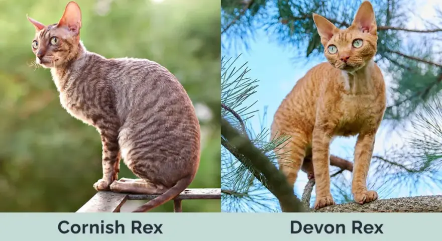 Cornish Rex a Devon Rex: Kluczowe różnice, które musisz znać
