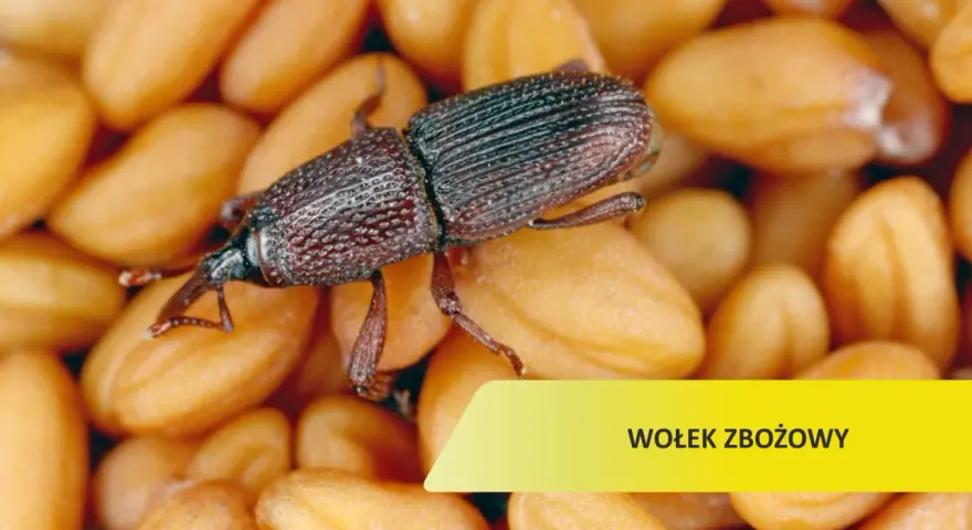 Czym żywi się wołek zbożowy? Odkryj zaskakujące fakty o jego diecie