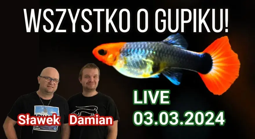 Jak często rozmnażają się gupiki? Odkryj ich zaskakujące cykle rozmnażania
