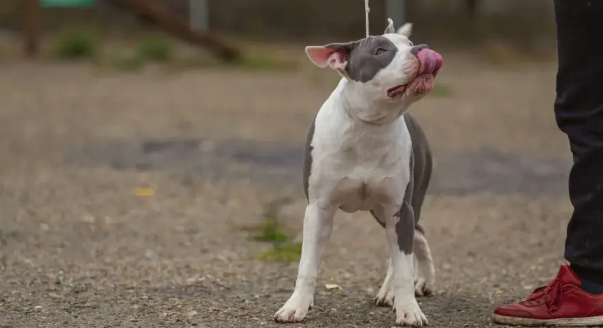 Uroczy amstaff miniaturka na smyczy oblizuje pyszczek, patrząc na swojego opiekuna.