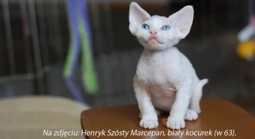 Devon Rex opinie: Co musisz wiedzieć przed adopcją tego kota?