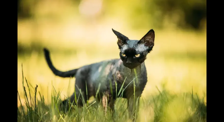 Ceny kociąt Devon Rex w Polsce – ile naprawdę kosztują?