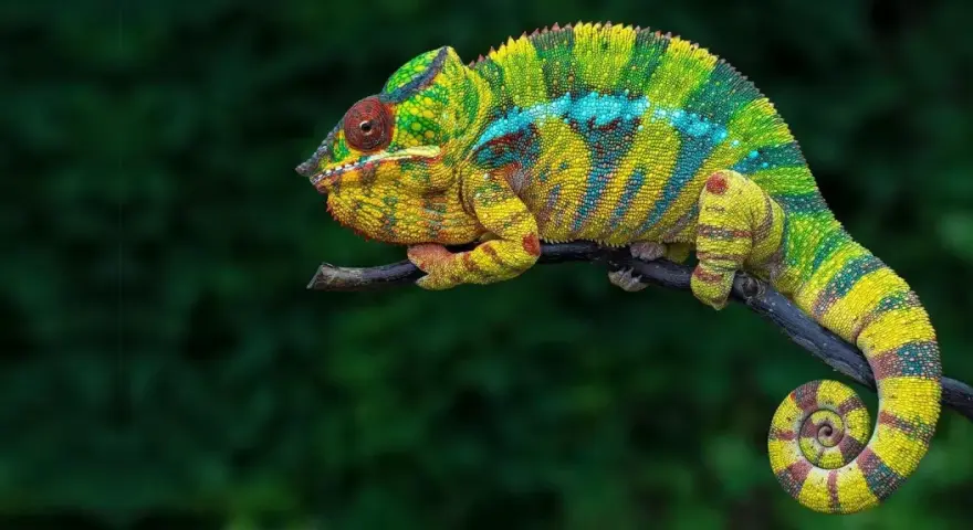 Kolorowy kameleon domowy, z żółto-zielonymi pasami i niebieskimi plamkami, siedzi na gałęzi. Jego ogon jest zwinięty w spiralę.