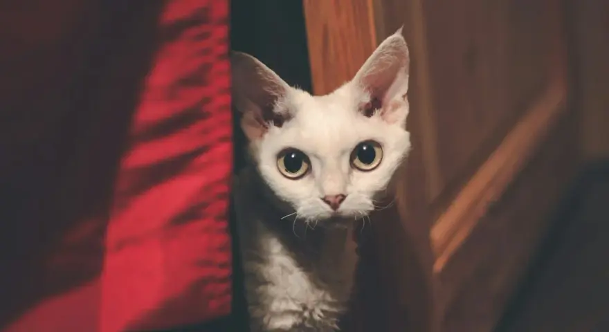 Biały kot rasy Devon Rex z dużymi oczami wychyla się zza czerwonej zasłony.