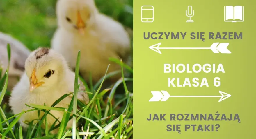 Jak rozmnażają się ptaki? Odkryj fascynujący proces lęgowy