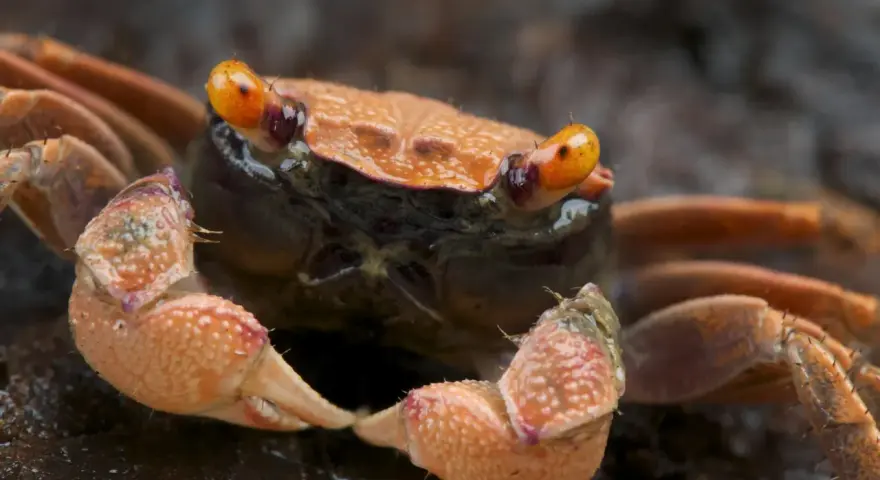 Pomarańczowy krab wampir z błyszczącymi oczami i szczypcami, gotowy do ataku.