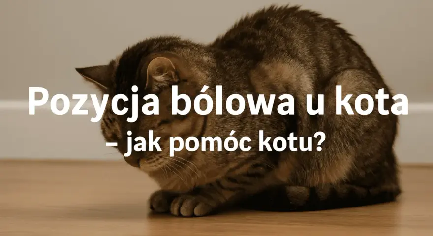 Kot w pozycji bólowej, może to być objaw zapalenia jelit. Zobacz, jak pomóc kotu.