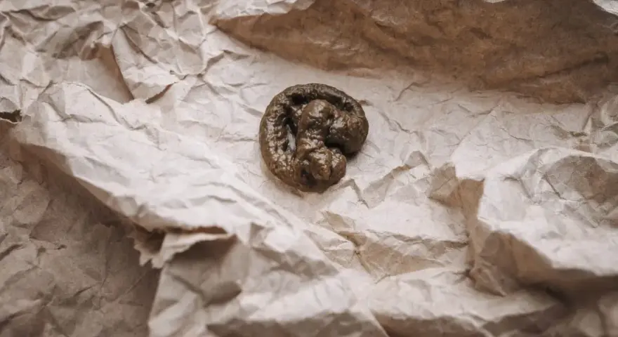 Kształtne odchody kota, przypominające małą spiralę, leżą na pogniecionej, brązowej papierowej torbie.