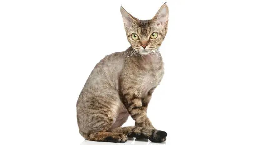 Kocięta Devon Rex: Cechy, wymagania i jak je wychować
