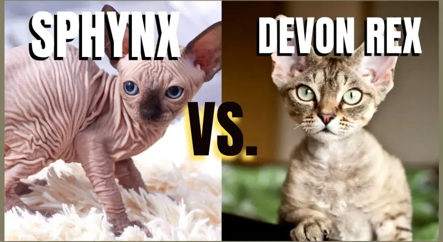 Devon Rex a Sfinks: Kluczowe różnice, które musisz znać