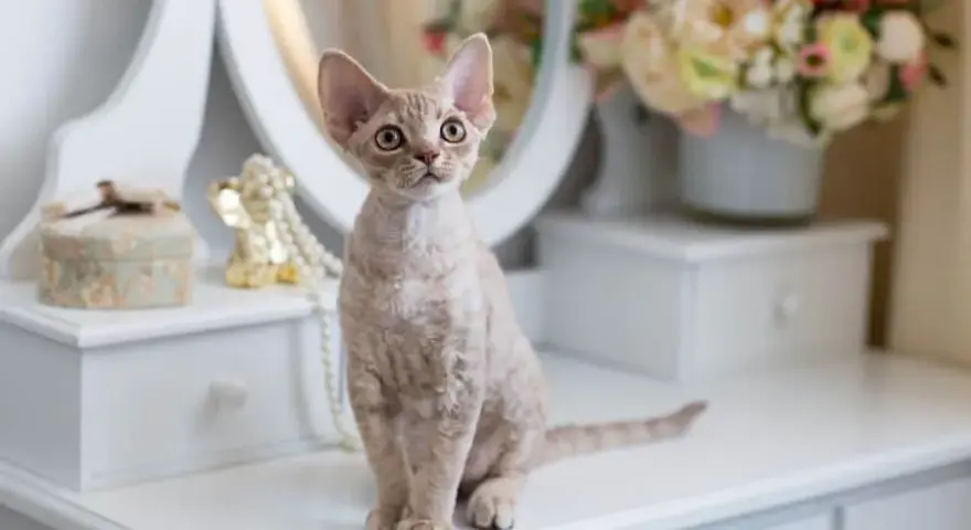 Szylkretowy Devon Rex: niezwykłe cechy, historia i pielęgnacja kota