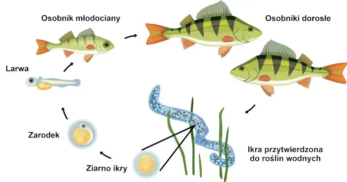 Jak rozmnażają się ryby jajorodne? Sekrety tarła i ochrony ikry