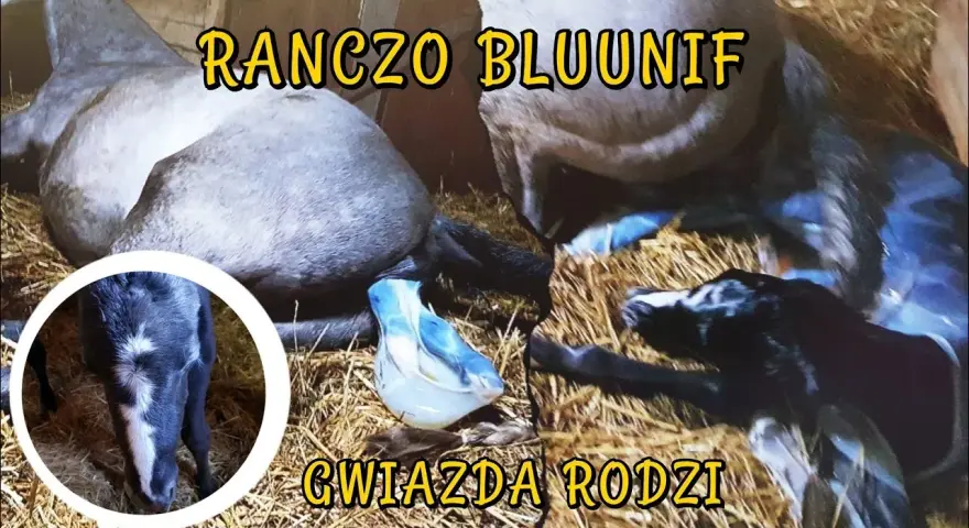 Jak rozmnażają się konie - poznaj tajemnice ich reprodukcji i porodu