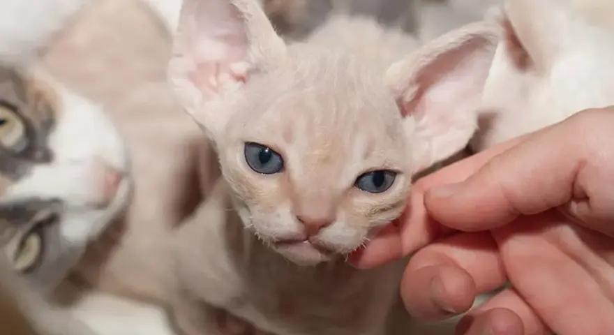 Jak prawidłowo dbać o Devon Rex - kluczowe porady pielęgnacyjne