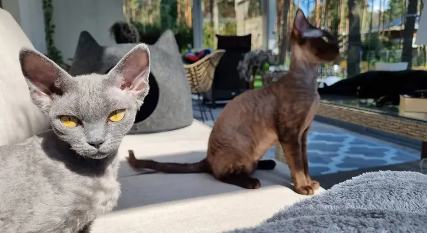 Hodowla Devon Rex w Polsce - jak wybrać najlepszego hodowcę?