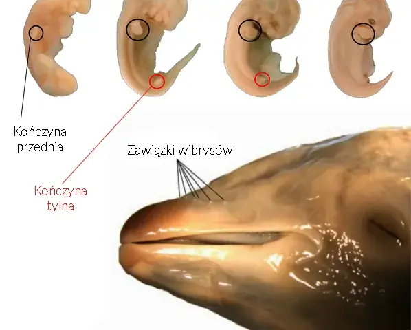 Jak rozmnażają się wieloryby? Fascynujący proces i opieka matki