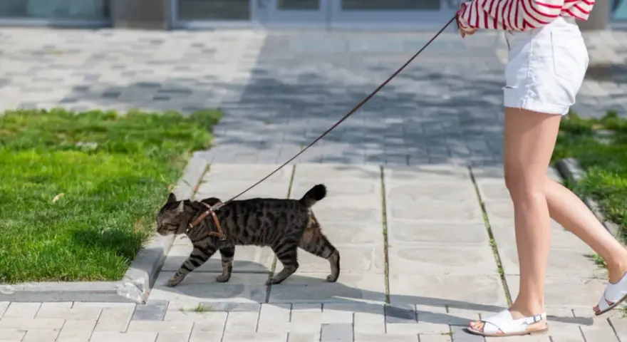 Zwinny kot na smyczy spaceruje po chodniku obok trawnika.