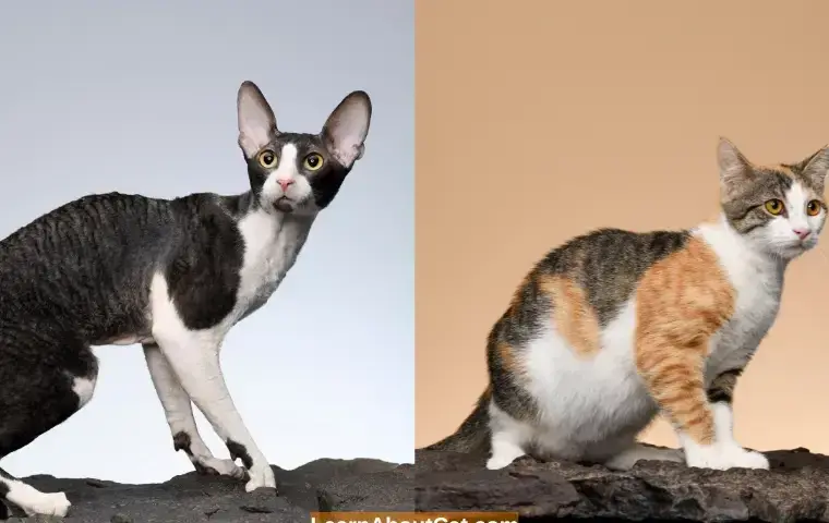 Cornish Devon Rex: różnice, temperament i pielęgnacja tych kotów