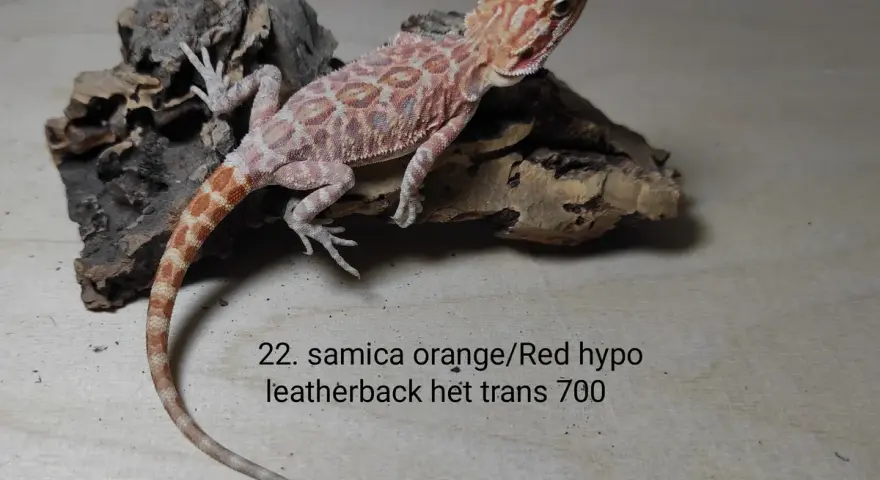 Młoda agama brodata, samica orange/Red hypo leatherback het trans. Atrakcyjna agama brodata cena 700.