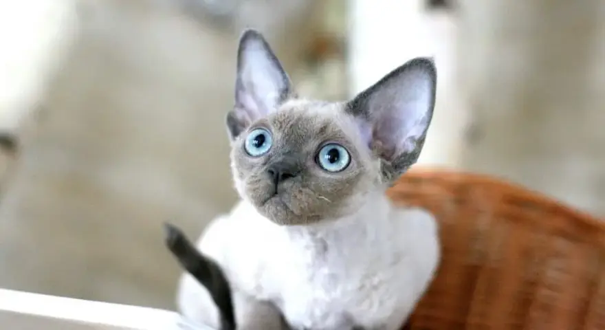 Kocięta Devon Rex Blue Point: Cechy, Hodowle i Wskazówki dla Kupujących
