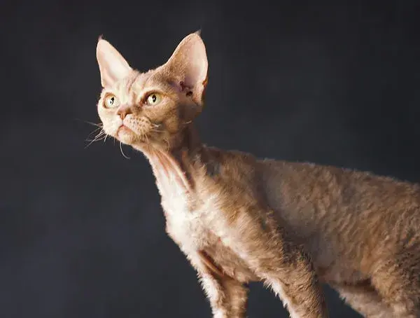 Devon Rex w Warszawie - najlepsze hodowle i kocięta do adopcji