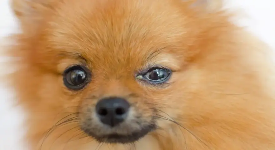 Pomeranian z zapaleniem spojówek u psa, widoczne zaczerwienienie i wydzielina w kąciku oka.