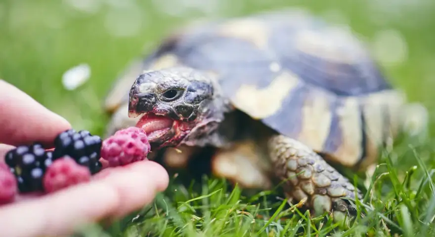 Żółw domowy z apetytem zajada malinę podaną na dłoni.