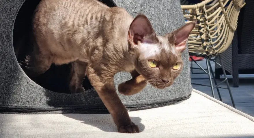 Brązowy kot rasy Devon Rex z żółtymi oczami wychodzi z szarego legowiska.