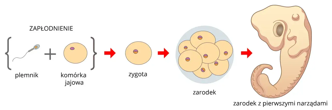 Zdjęcie Jak rozmnażają się płazy? Odkryj zaskakujące metody i etapy rozwoju