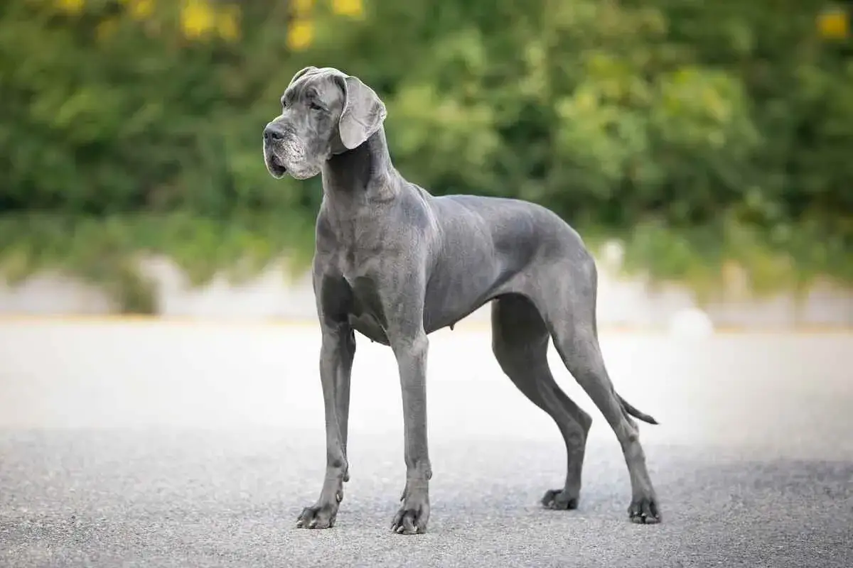 Szary dog niemiecki, imponujący wzrostem, stoi na tle zieleni.