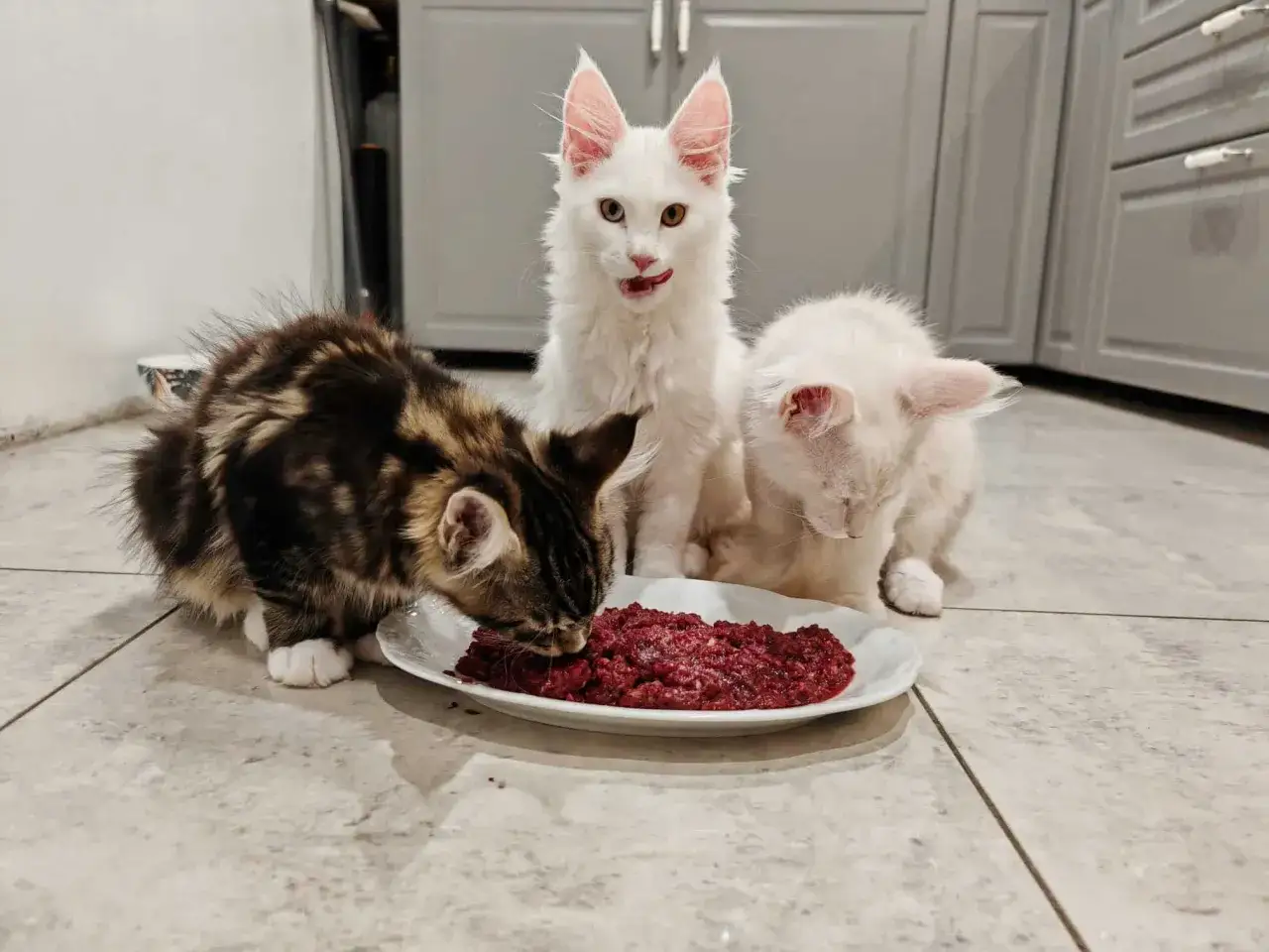 Trzy koty, w tym jeden biały z różnymi kolorami oczu, jedzą z talerza. To ich zdrowa dieta BARF dla kota.