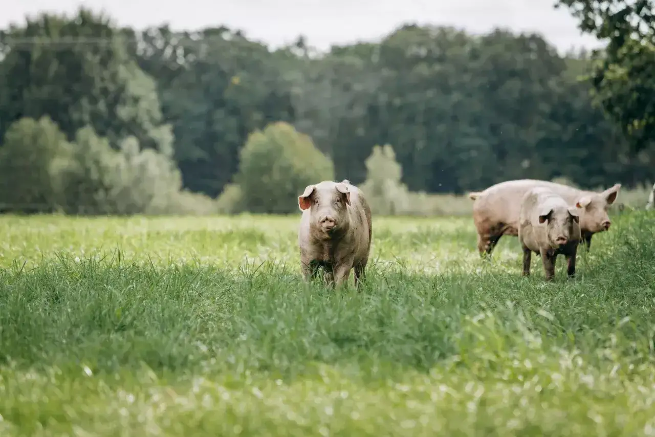 Trzy świnie pasące się na zielonej łące. Widać, co jedzą świnie - soczystą trawę.