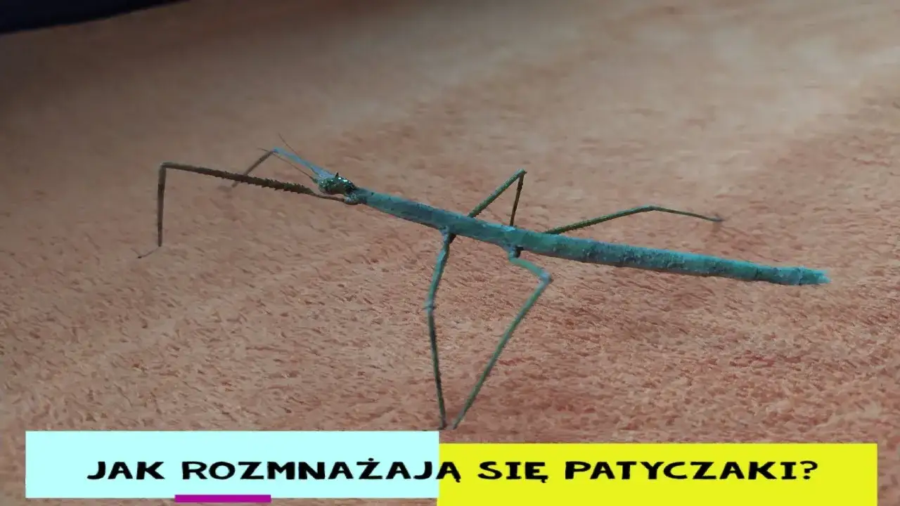 Zdjęcie Jak się rozmnażają patyczaki? Odkryj ich tajemnice rozmnażania